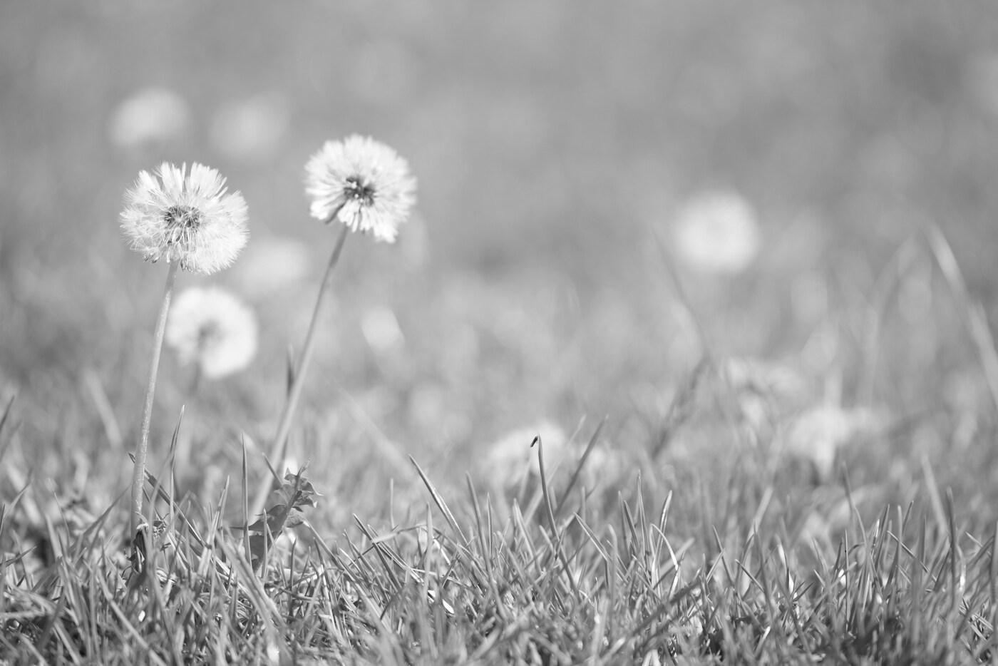 Imagem de capa do post A busca por uma vida menos acelerada