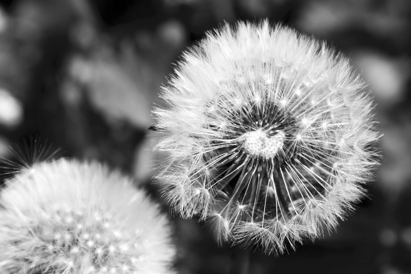 Capa do post Ausência