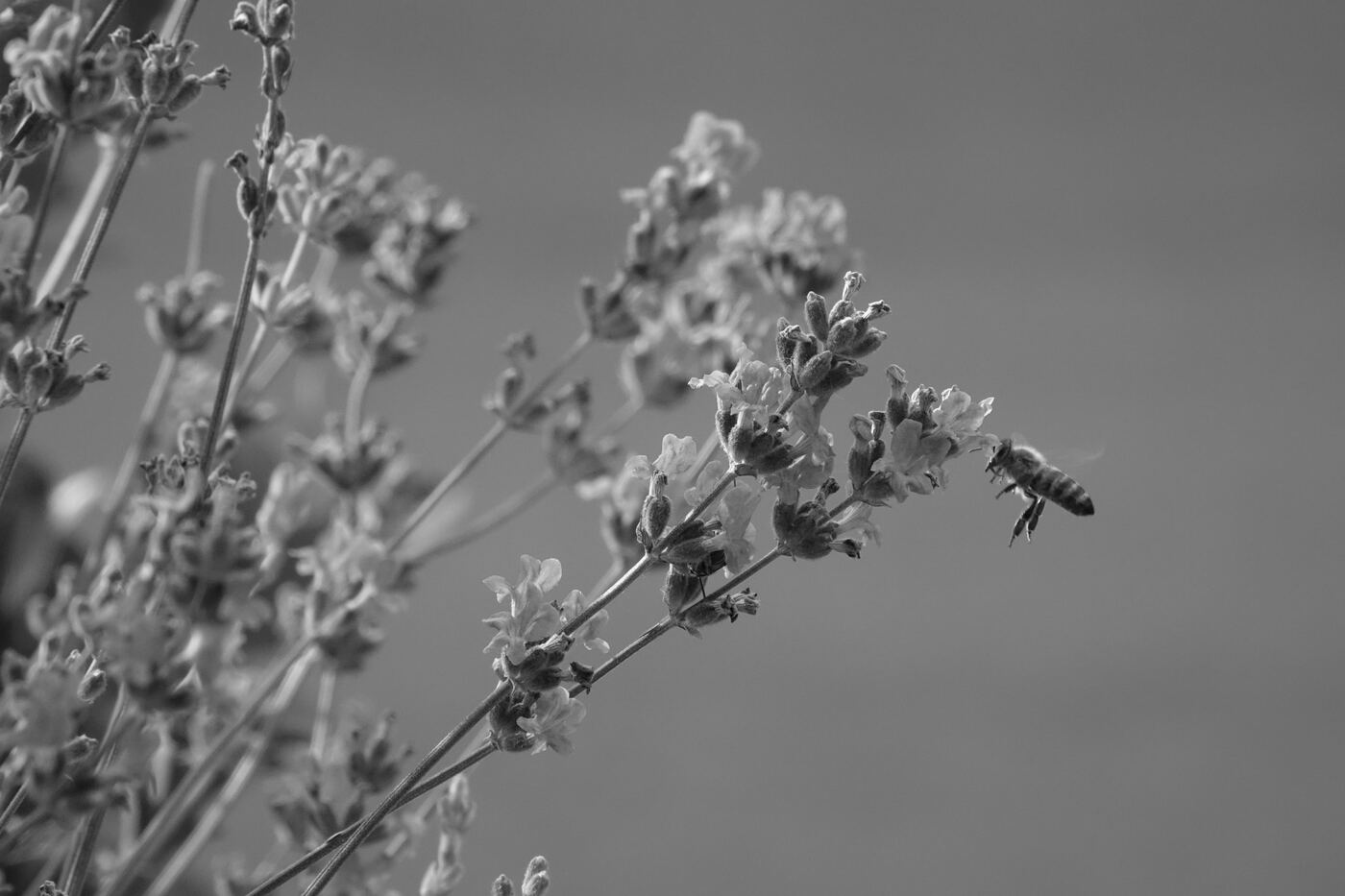 Imagem de capa do post Sobre gestão - Estratégias para gerenciar mais de um time