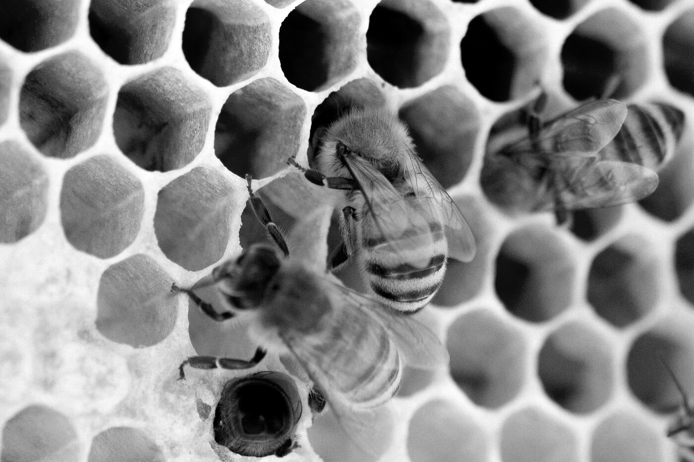 Imagem de capa do post Sobre gestão - Rituais de gestão - Parte 1