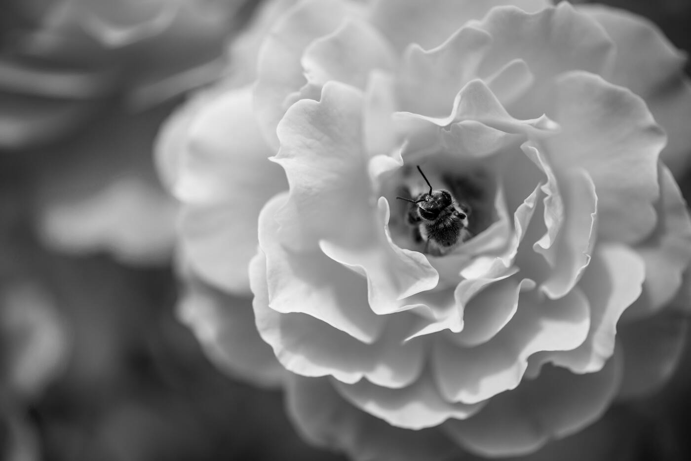 Imagem de capa do post Sobre gestão - Transição para a gestão de pessoas